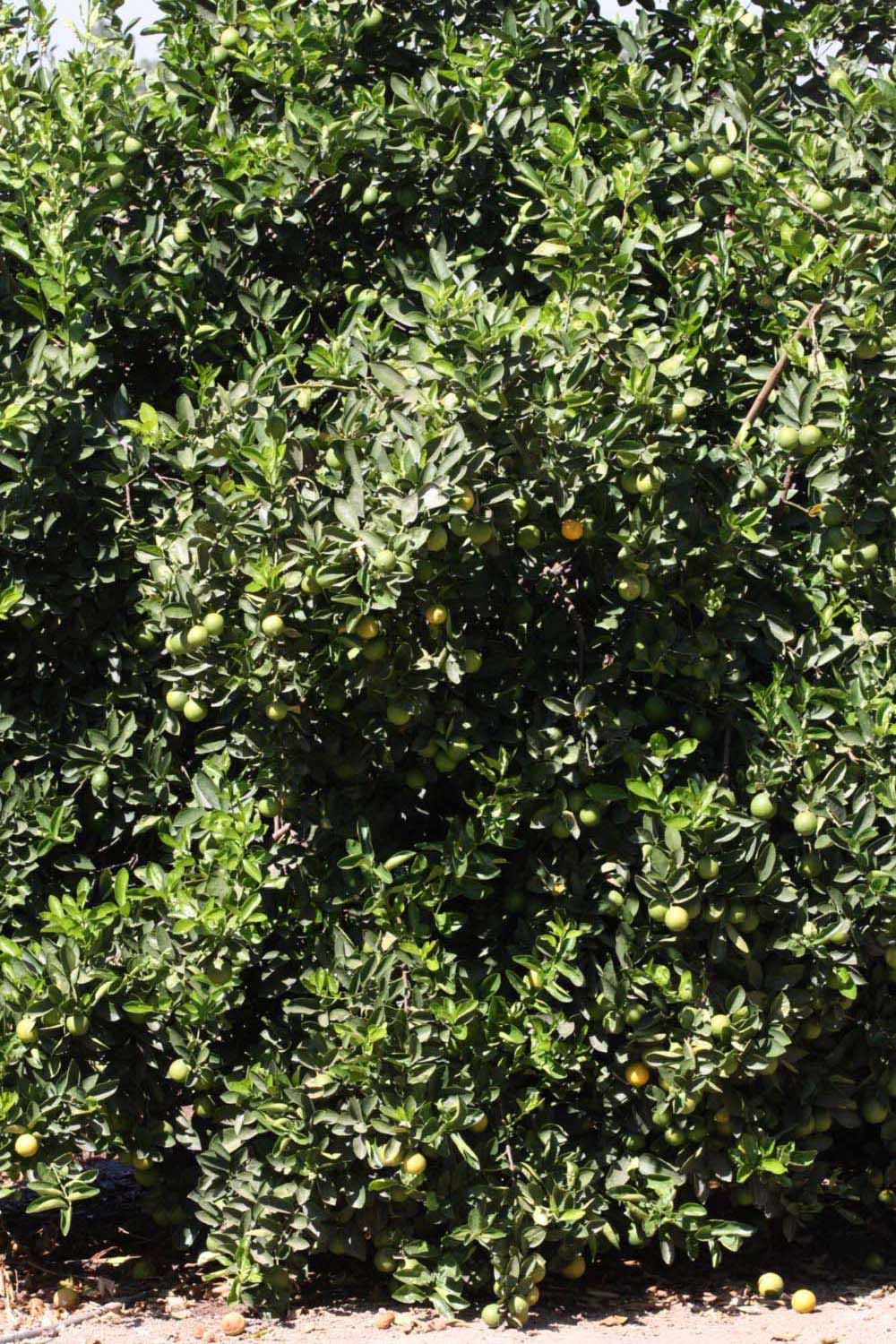              Habit (Riverside, CA)       